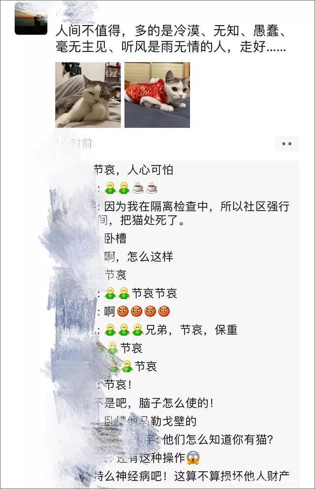 “趁我被隔离检查，社区把我的猫活埋了！”