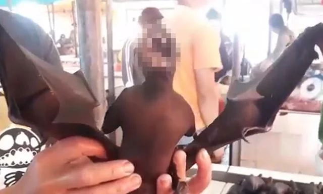 这个国家蝙蝠肉仍在卖，肉贩：还有点供不应求