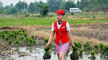 青岛空姐穿制服体验下地插秧！网友直呼辣眼睛