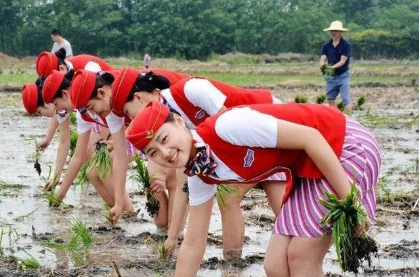 青岛空姐穿制服体验下地插秧！网友直呼辣眼睛
