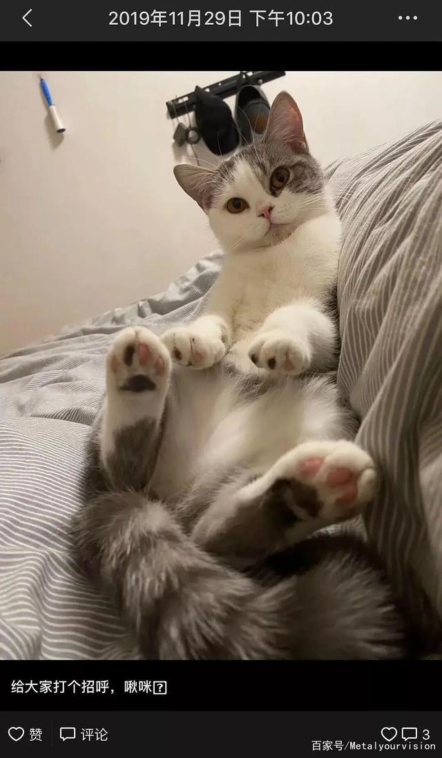 “趁我被隔离检查，社区把我的猫活埋了！”