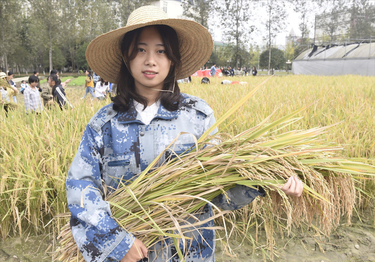 高校800余大学生下田干活,割水稻打谷子还纳入学分