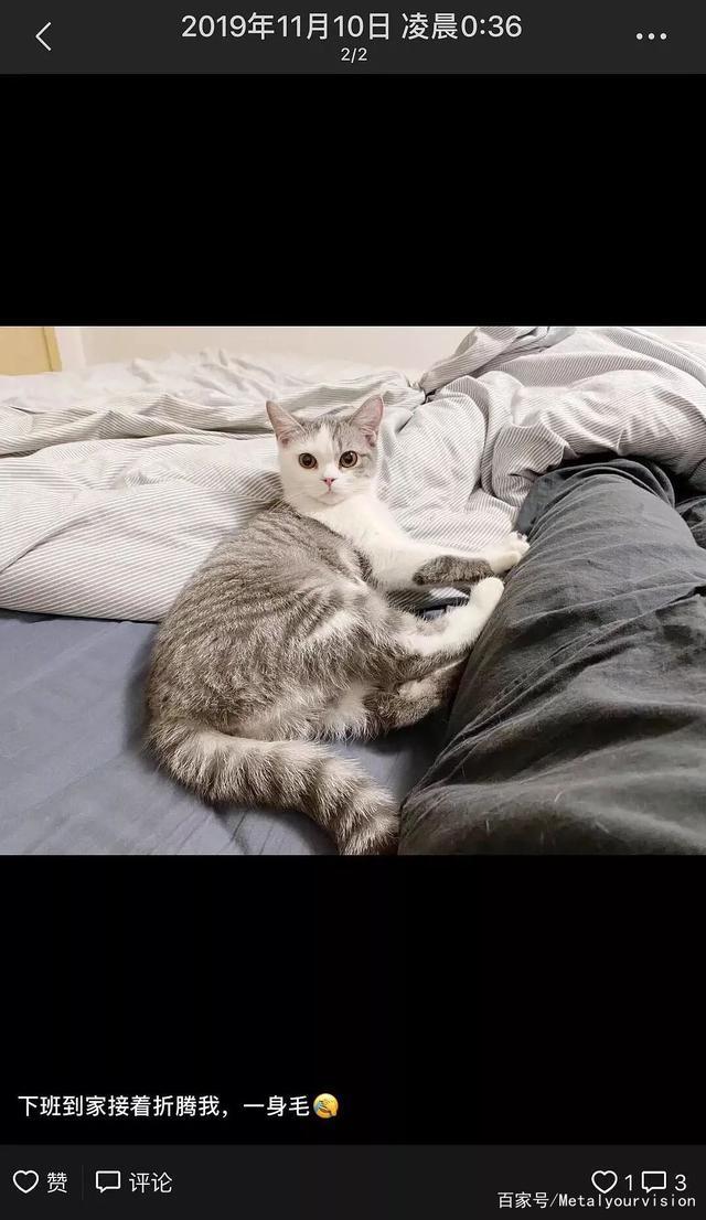 “趁我被隔离检查，社区把我的猫活埋了！”