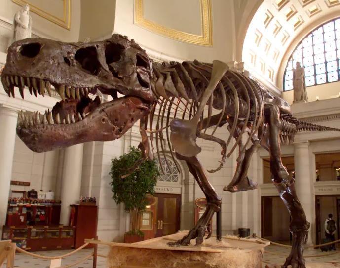 超长寿命的恐龙——加拿大霸王龙