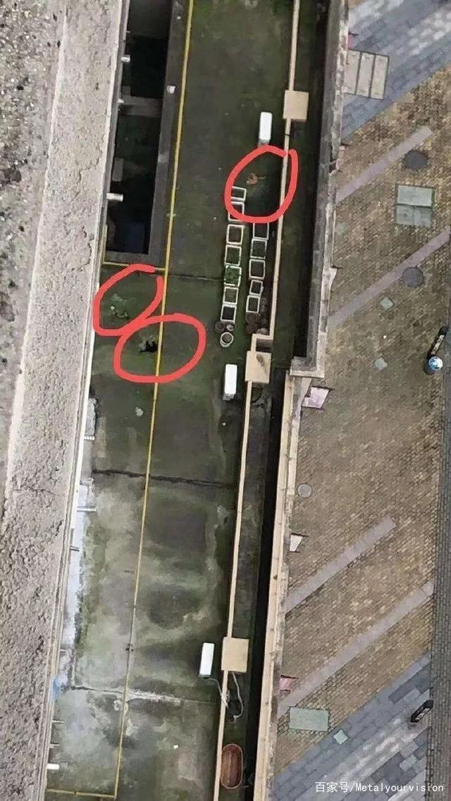 “趁我被隔离检查，社区把我的猫活埋了！”