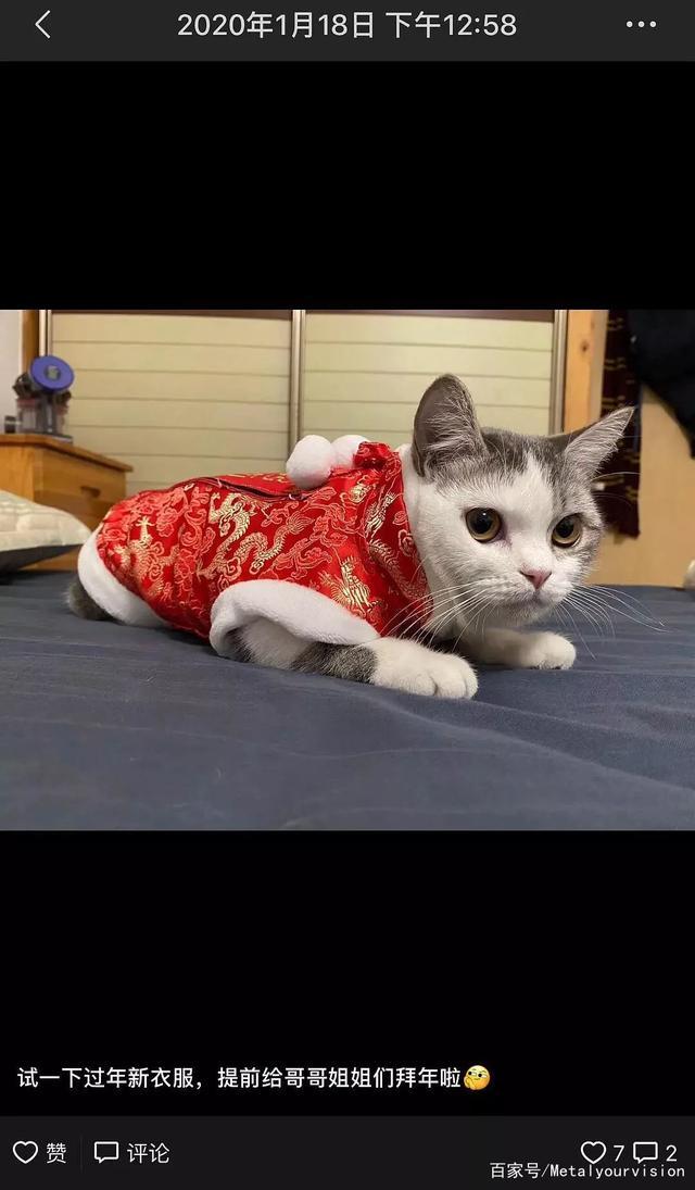 “趁我被隔离检查，社区把我的猫活埋了！”