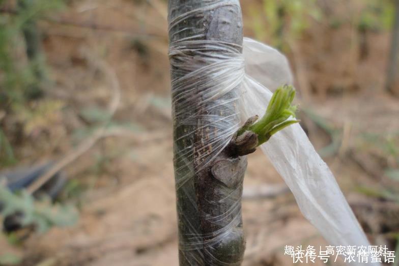 石榴树嫁接技术方法及嫁接时需要注意的事项