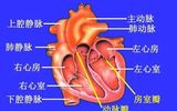 最新科学发现:人类的心脏有自己的思想
