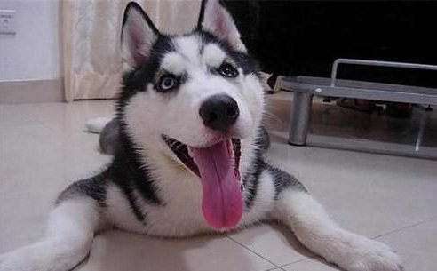 哈士奇遇上训导员,短短五天后竟通过警犬测验,网友这二哈不纯