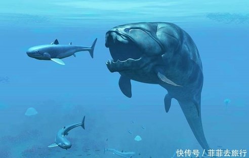 鲨鱼的祖先是什么图片