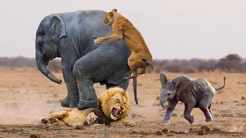 大象杀狮子图片