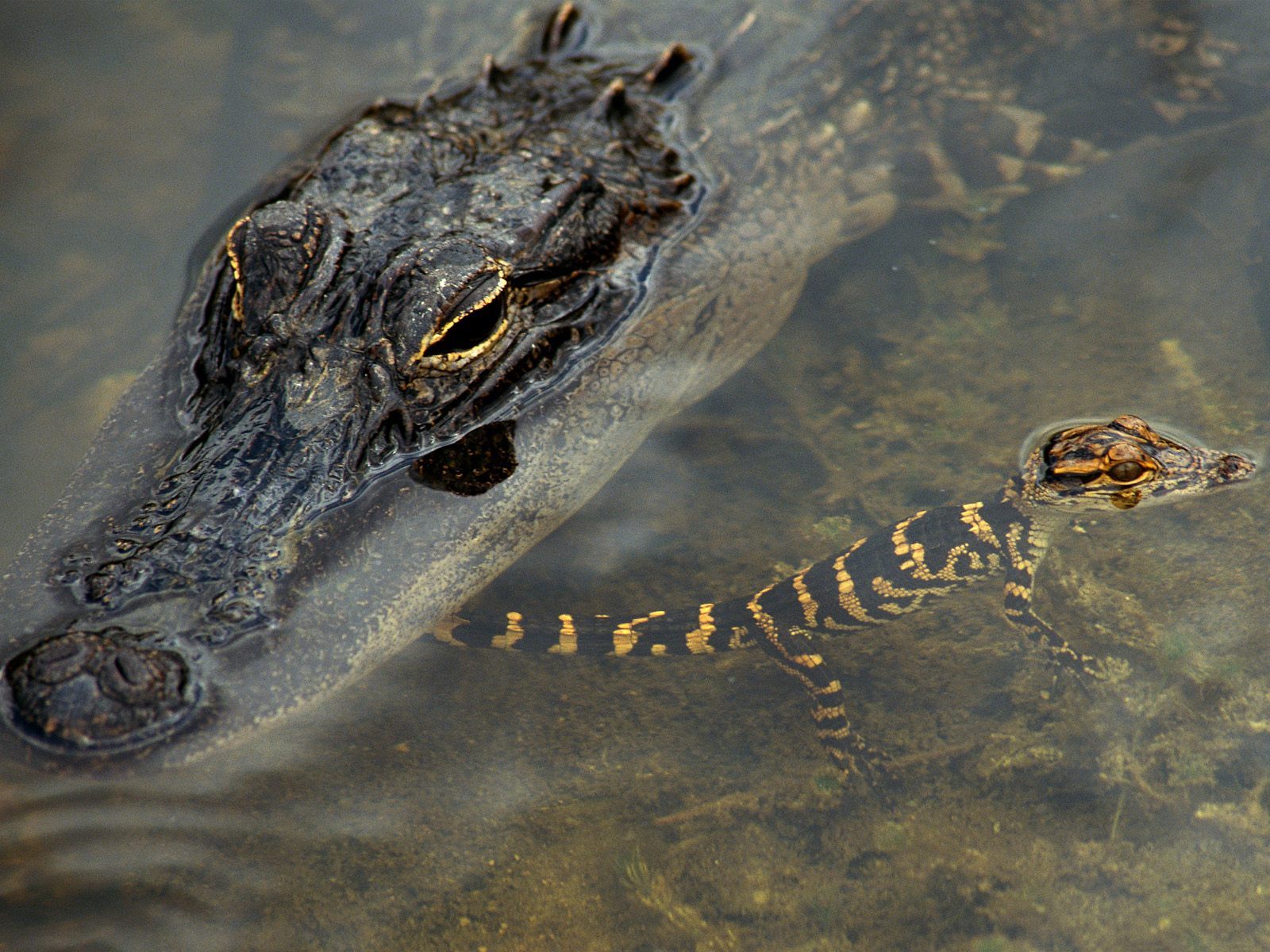 动物王国:鳄鱼,世界上最凶猛的爬行动物