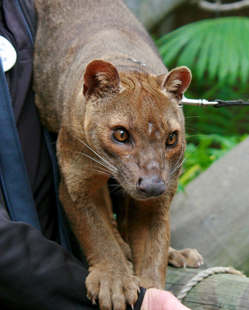 马岛獴:马达加斯加最大的食肉动物,狐猴最大的杀手!