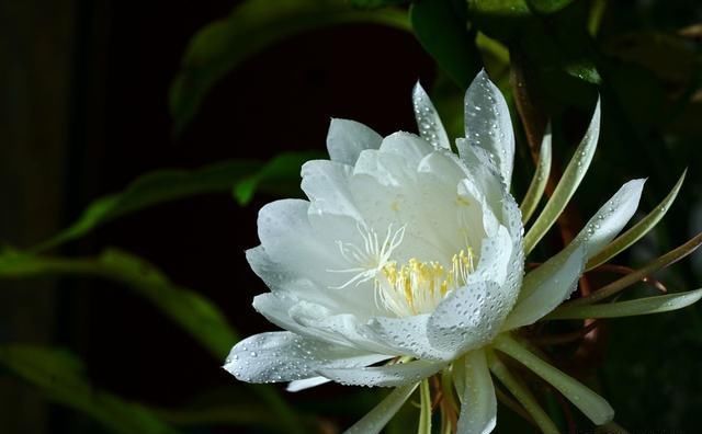 昙花又名韦陀花,昙花一现,只为韦陀