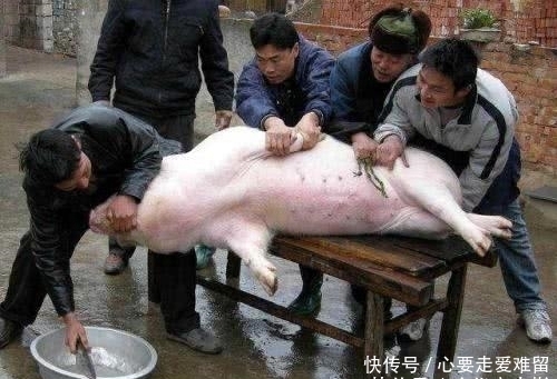 猪肉有多少斤