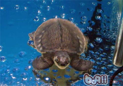 豬鼻龜的飼養環境飼養條件:豬鼻龜的飼養方法 豬鼻龜百科 第8張 豬鼻龜的飼養環境飼養條件:豬鼻龜的飼養方法 豬鼻龜百科 第8張