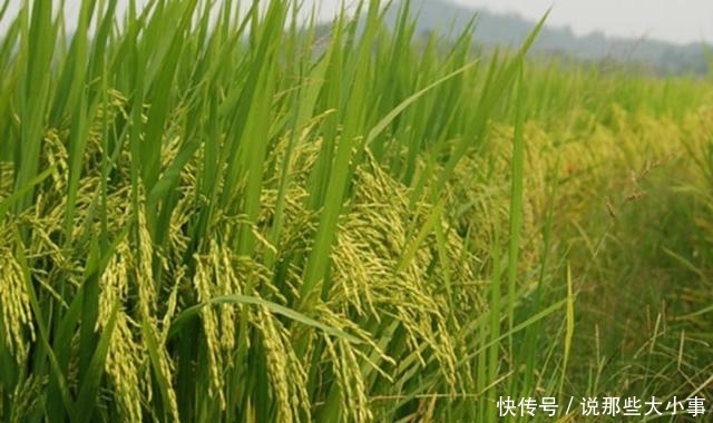 在播种之前我们需要做