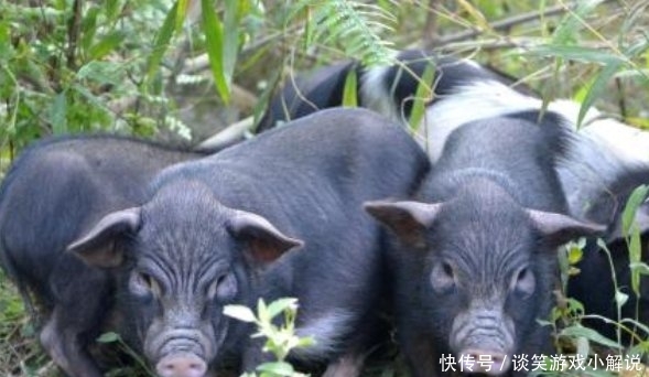 日本牛肉中国买不到