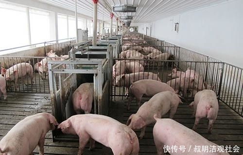 加快生猪生产恢复