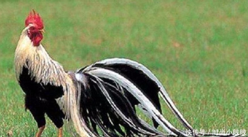 羽毛什么的羽毛