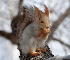 t012b74a680833ce303.jpg?size=287x246