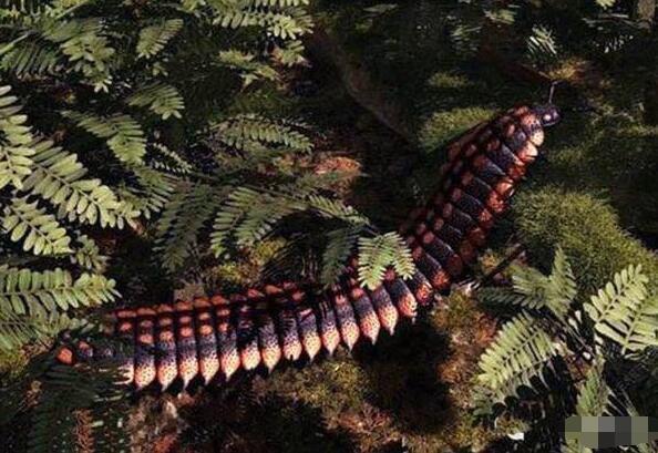 地球上最大的巨型马陆,体长达3米,几乎没有天敌