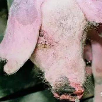  豬鼻龜腐鼻怎么治：豬鼻龜爛甲腐皮怎么治 豬鼻龜百科 第7張