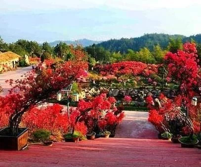 “中国最美花园”地方美空气清新！简直是不可多得的旅游胜地！