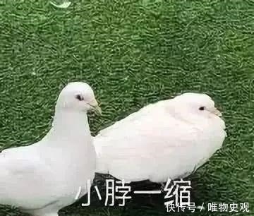 朱广权跨年网络