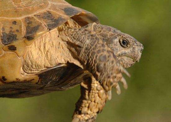 国家一级保护动物乌龟图片