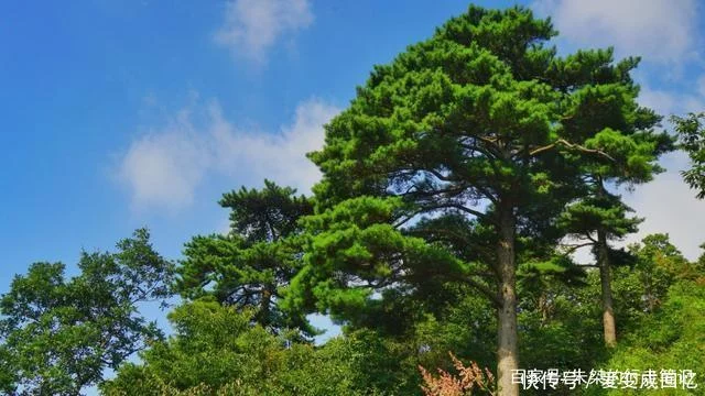 大别山主峰,不在天柱山、天堂寨,而是在尚未被开发的“处女地”【2020热门旅游景点】
