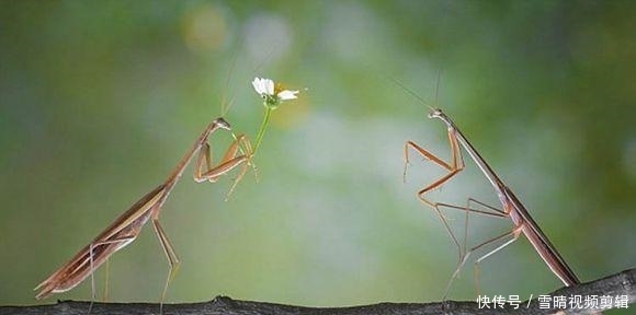 雌螳螂吃雄螳螂时,雄螳螂为什么不跑?绝不是因为爱情