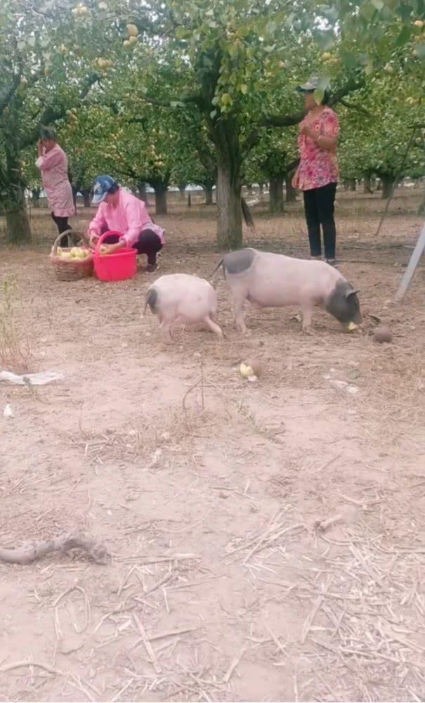 农民用水果喂猪走红:养一年多才出肉 有人特意找来预定 农民用水果喂猪走红:养一年多才出肉 有人特意找来预定