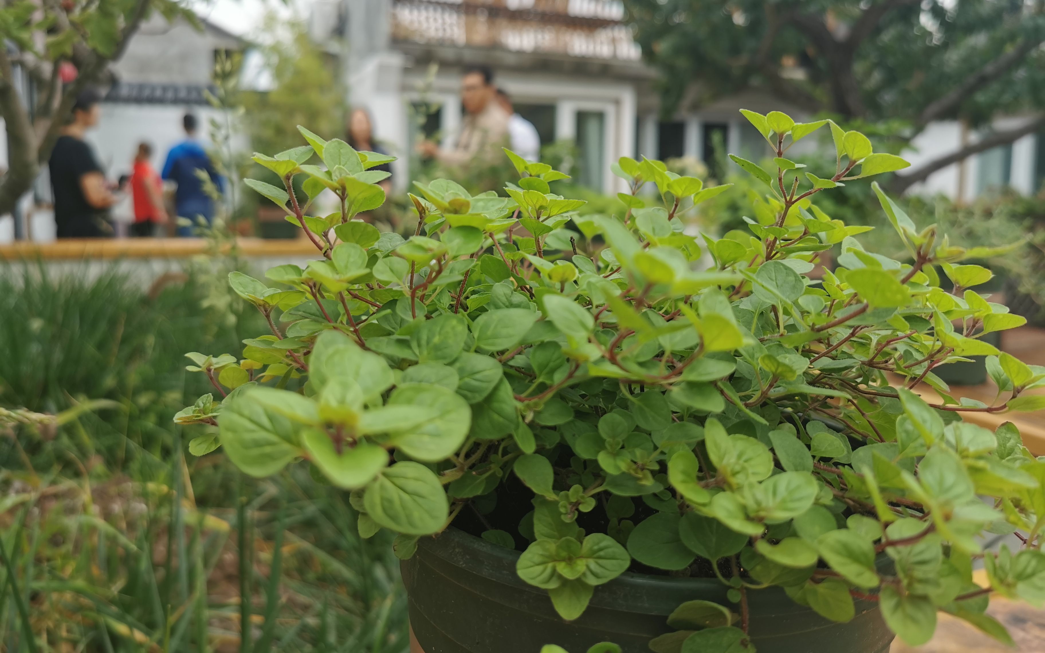 怎样城乡融合发展