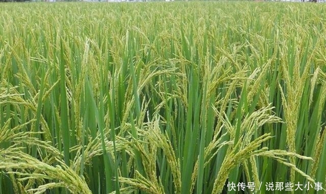 在播种之前我们需要做