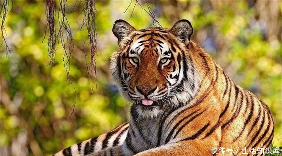 的那只老虎标本,做了深入研究后发现,秦岭虎的个体大小与东北虎相似