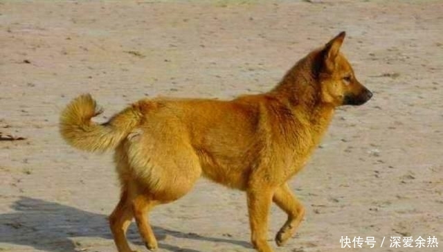 中华田园犬养哪里