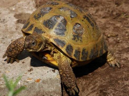 国家一级保护动物——四爪陆龟