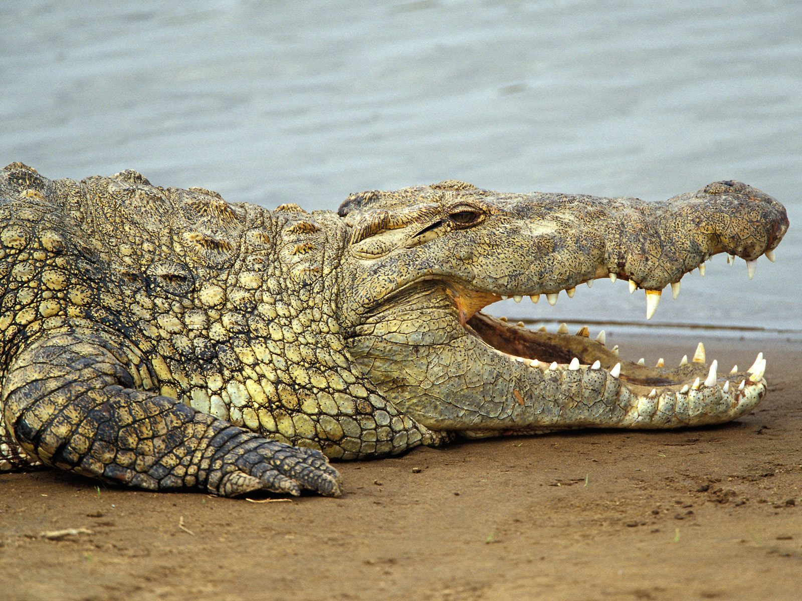 动物王国:鳄鱼,世界上最凶猛的爬行动物