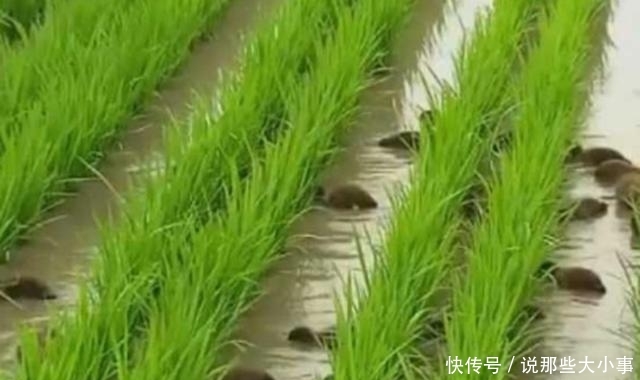 在播种之前我们需要做