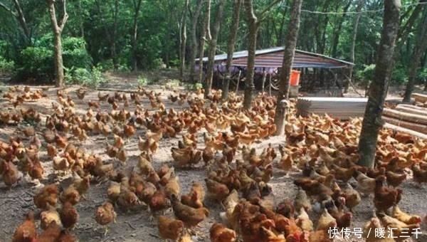 猪肉都是什么价格