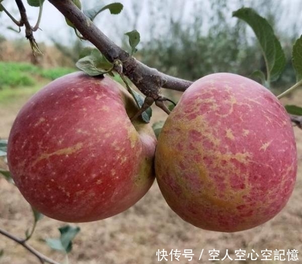 云南昭通这种苹果以丑扬名,被称为最丑的苹果,外表越难看越好吃