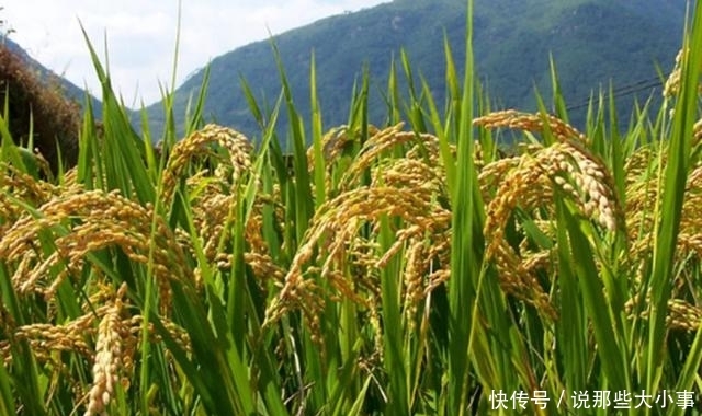 在播种之前我们需要做