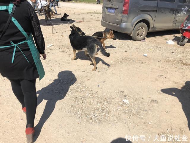 德国牧羊犬听的多了 但是会管理狗群的狗 你有见过吗 快资讯