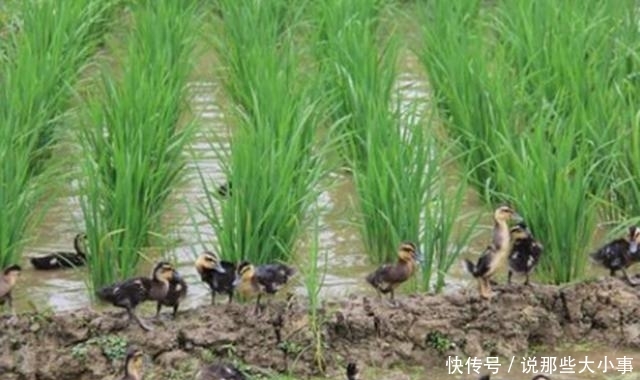 在播种之前我们需要做