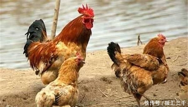 猪肉都是什么价格