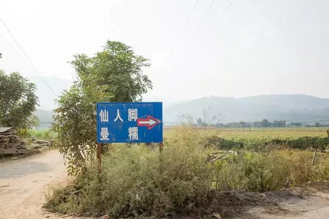 大象来过的地方-曼糯古树茶山头茶!