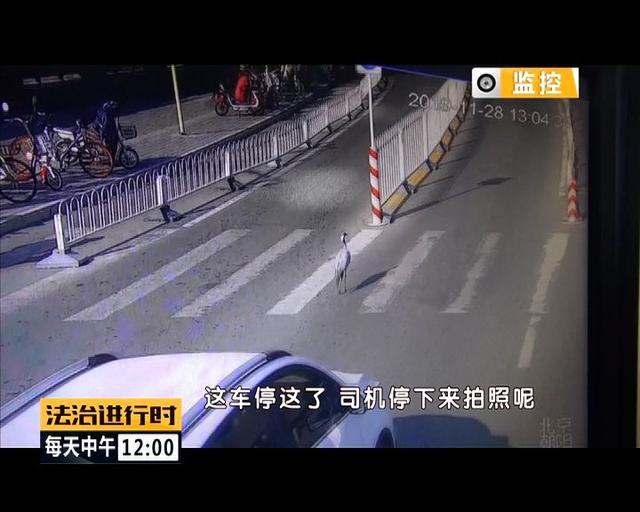 北京街头现“仙鹤”司机避让 大鸟疑受伤 民警救助