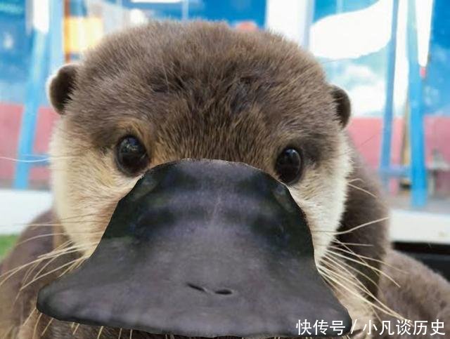 鸭嘴兽正面照曝光,不可爱不要钱,扁嘴放到其他动物身上也好萌