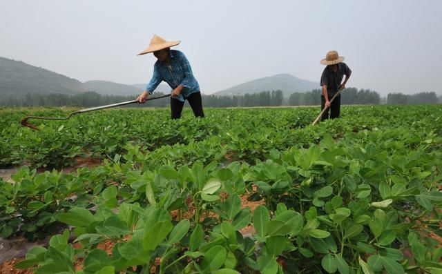 焉耆盆地花生种植高产栽培技术要点